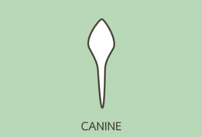 Canine Teeth
