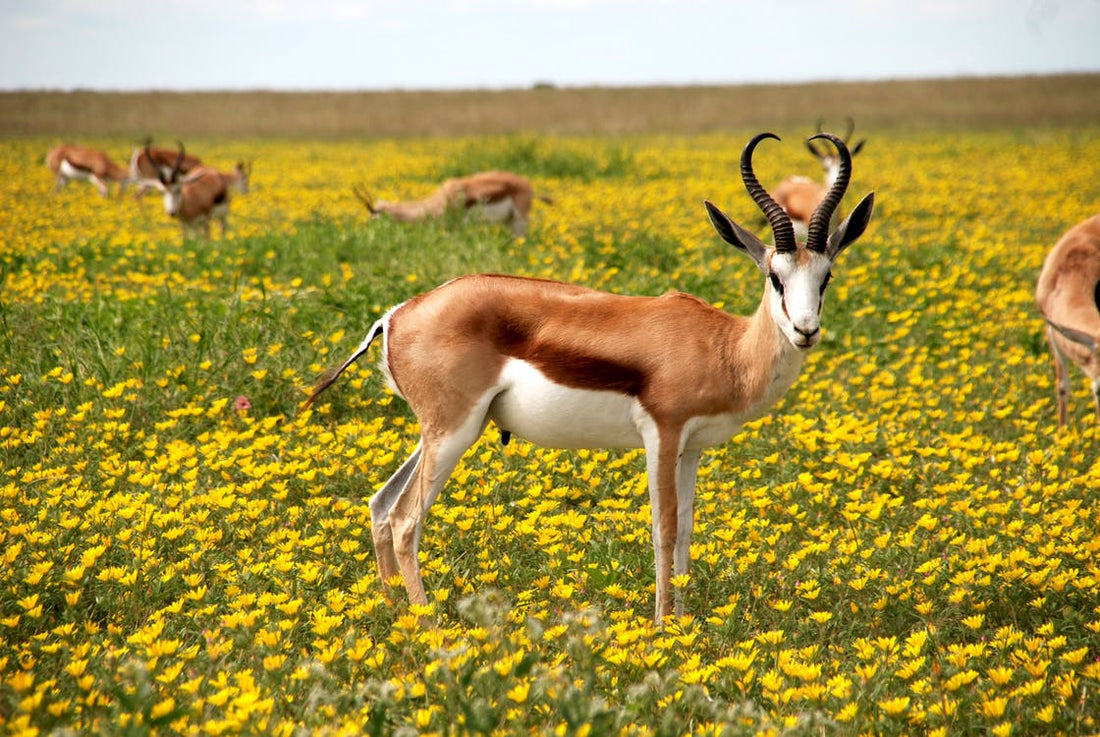 Animals in the wild