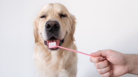 The Importance of Brushing Your Pet's Teeth