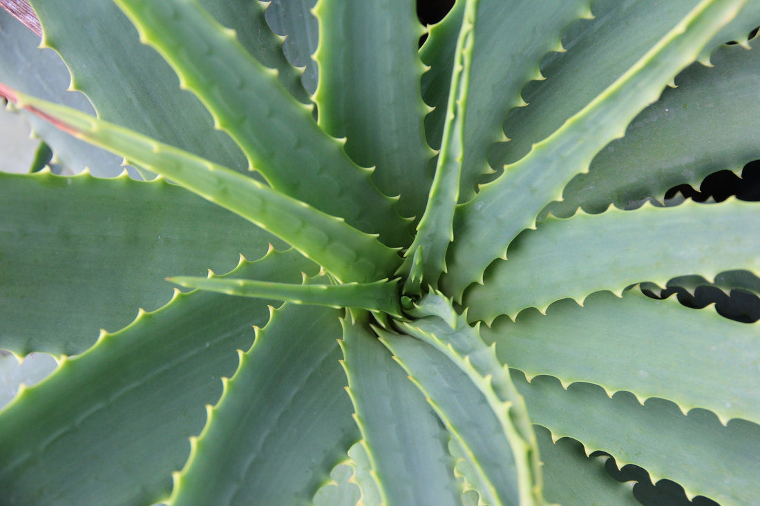 Top view of an aloe vera plant, for AutoBrush
